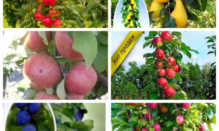 Саджанці смородини: чорна - фото № 4