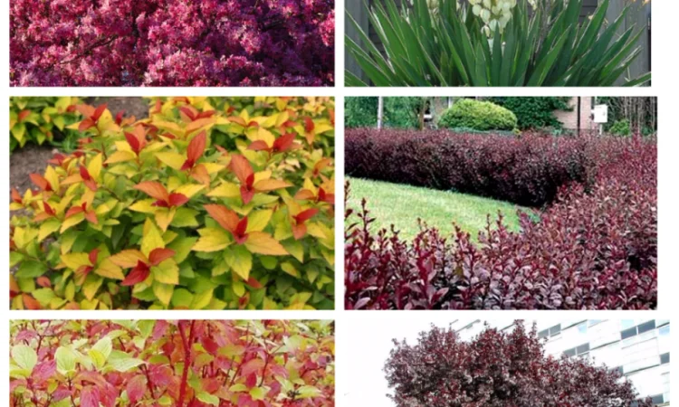 Саджанці смородини: чорна - фото № 5