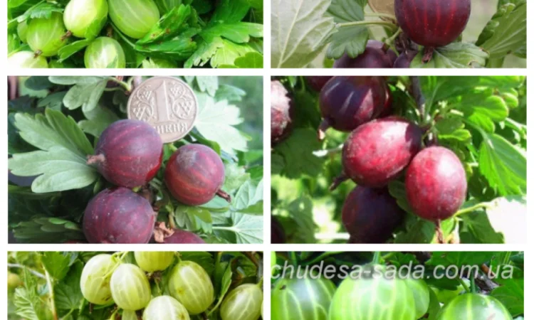 Саджанці смородини: чорна - фото № 6