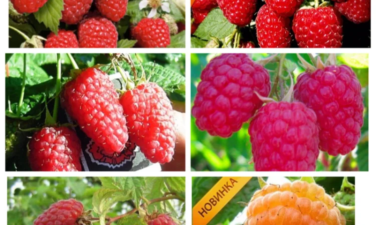 Саджанці смородини: чорна - фото № 7