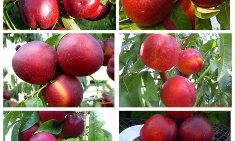 Саджанці смородини: чорна - фото № 9