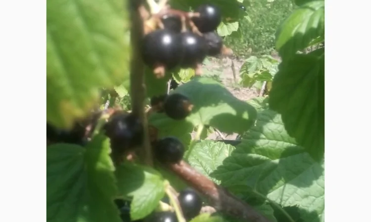 Дворічні саджанці великої смородини Вернісаж - фото № 2