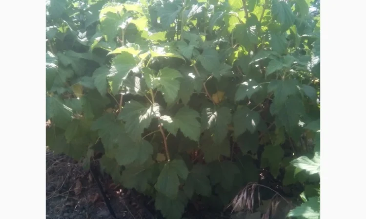 Дворічні саджанці великої смородини Вернісаж - фото № 3