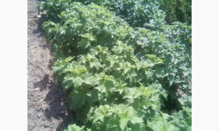 Дворічні саджанці великої смородини Вернісаж - фото № 4