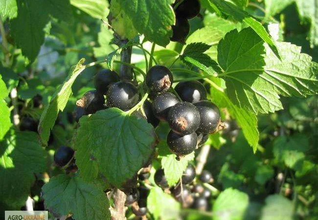 Саджанці смородини - фото № 1