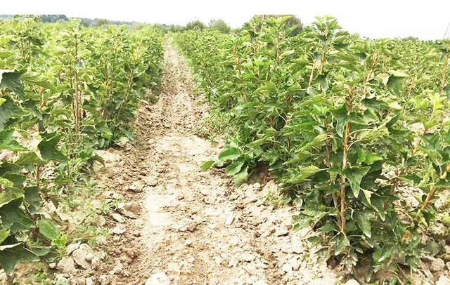 Саженцы смородины оптом: Бен Конан, Бен Гейн, Бен Хопе, Бона, Тисель, Юбилейная Копаня - фото № 1