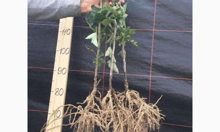 Саженцы смородины оптом: Бен Конан, Бен Гейн, Бен Хопе, Бона, Тисель, Юбилейная Копаня - фото № 2