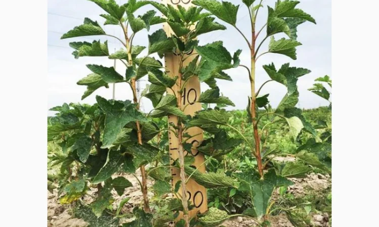 Саженцы смородины оптом: Бен Конан, Бен Гейн, Бен Хопе, Бона, Тисель, Юбилейная Копаня - фото № 3