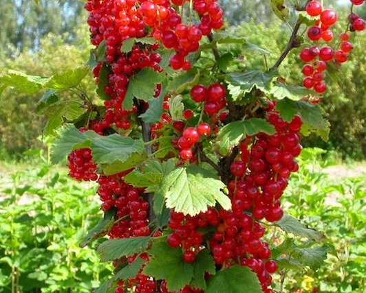 Продам саженцы красной смородины РОВАДА: 1 и 2 летние. Доставка по Украине - фото № 1