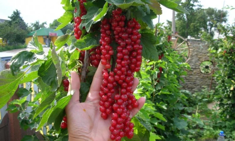 Продам саженцы красной смородины РОВАДА: 1 и 2 летние. Доставка по Украине, оптом - фото № 1