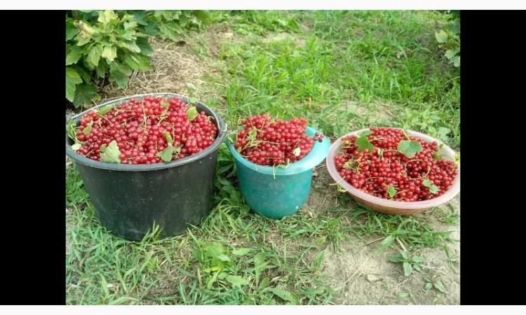 Продам саженцы красной смородины РОВАДА: 1 и 2 летние. Доставка по Украине, оптом - фото № 2