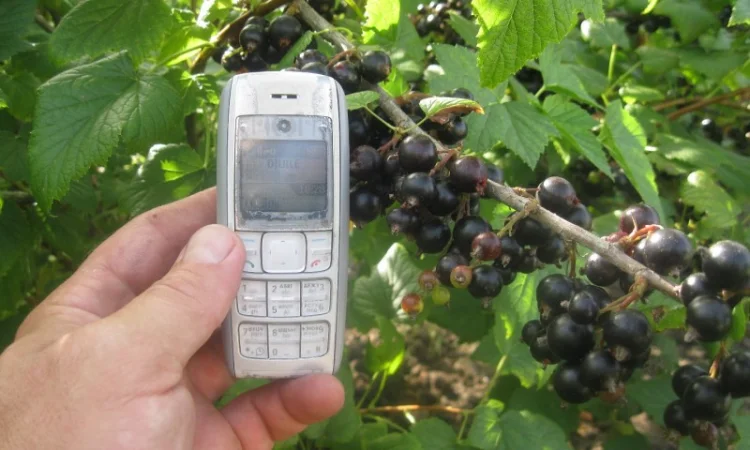 Продам саженцы черной смородины - фото № 1