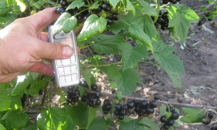 Продам саженцы черной смородины - фото № 2