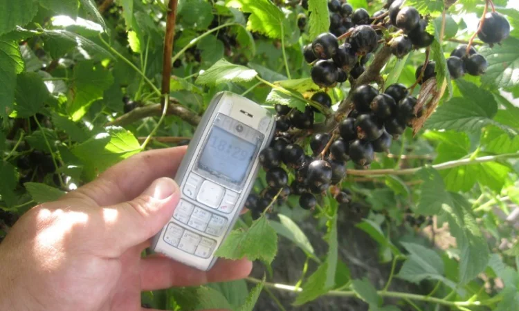 Продам саженцы черной смородины - фото № 3