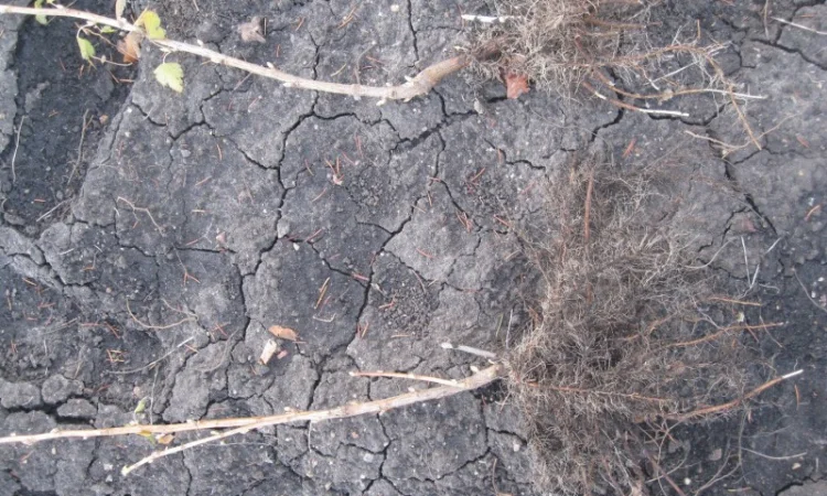 Продам саженцы черной смородины - фото № 4