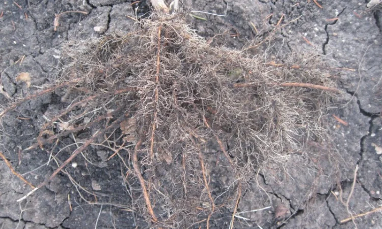 Продам саженцы черной смородины - фото № 5