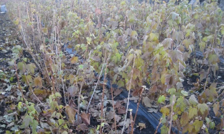 Продам саженцы черной смородины - фото № 6