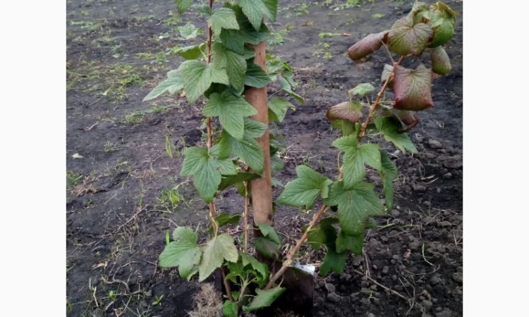 Продам живці однорічні та дворічні саджанці чорної смородини на посадку 2021р - фото № 1