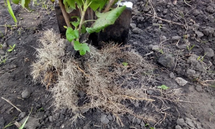 Продам живці однорічні та дворічні саджанці чорної смородини на посадку 2021р - фото № 2