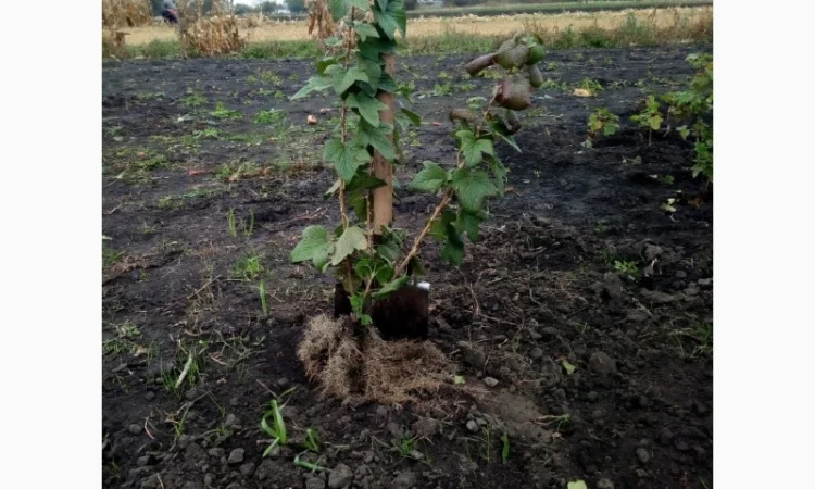 Продам живці однорічні та дворічні саджанці чорної смородини на посадку 2021р - фото № 3