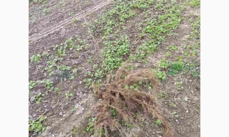 Продам черенки та саджанці чорної смородини - фото № 2