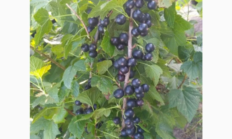 Продам черенки та саджанці чорної смородини - фото № 3