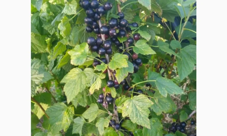 Продам черенки та саджанці чорної смородини - фото № 4