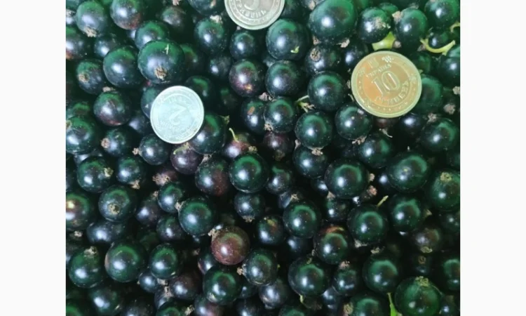 Продам черенки та саджанці чорної смородини - фото № 5