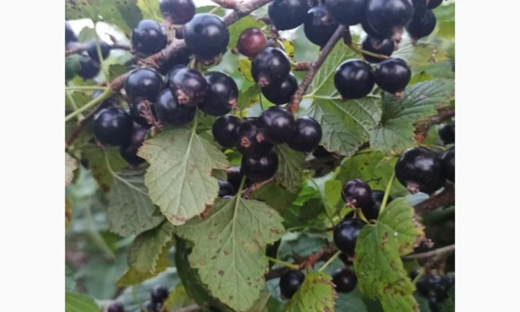 Продам черенки та саджанці чорної смородини - фото № 6