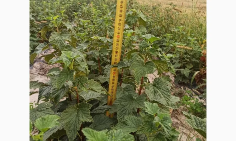 Продам черенки та саджанці чорної смородини - фото № 7