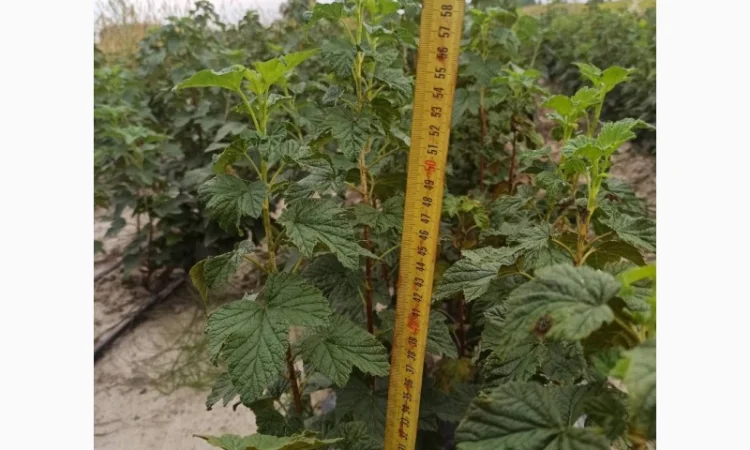 Продам черенки та саджанці чорної смородини - фото № 8