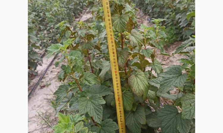 Продам черенки та саджанці чорної смородини - фото № 9