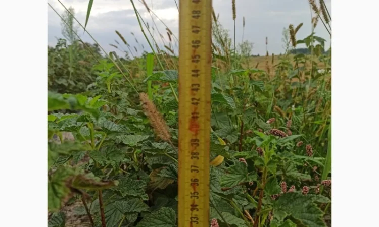 Продам черенки та саджанці чорної смородини - фото № 10