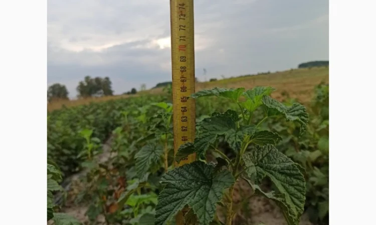 Продам черенки та саджанці чорної смородини - фото № 11