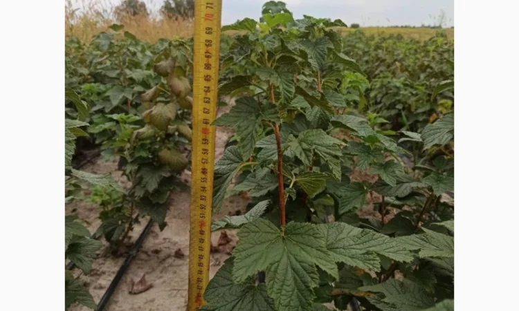 Продам черенки та саджанці чорної смородини - фото № 12