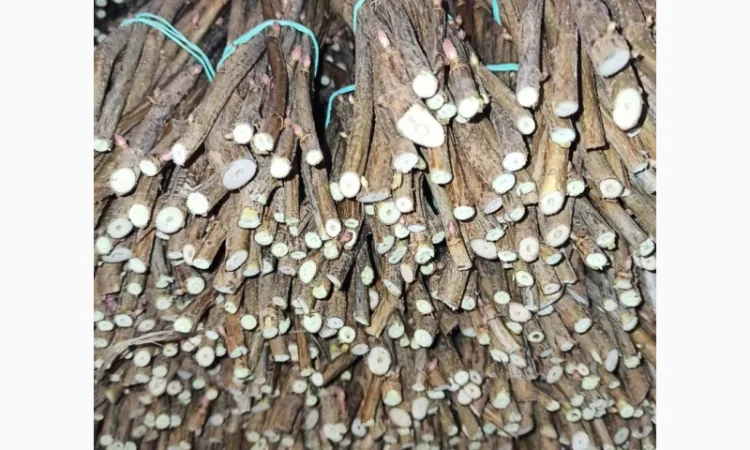 Продам черенки та саджанці чорної смородини - фото № 1