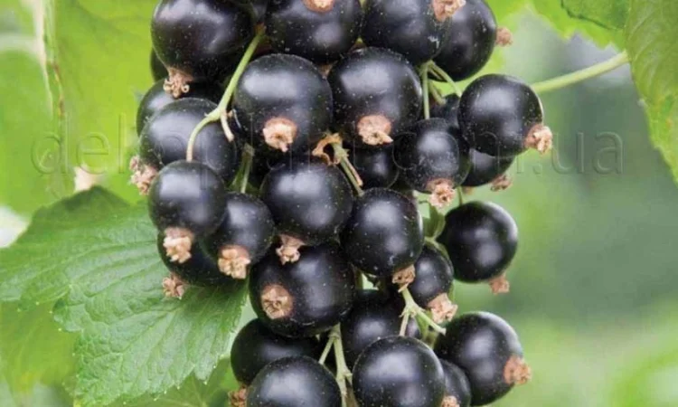 Двохрічні садженці чорної смородини Черешнева - фото № 1