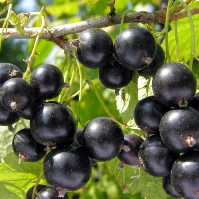 Якісні садженці чорної смородини Юбілейне копання - фото № 2