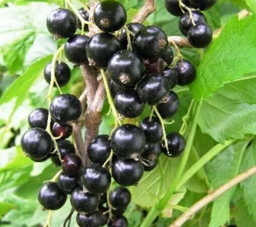 Двохрічні садженці чорної смородини Вернісаж - фото № 2