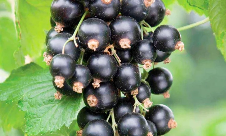 Двохрічні садженці чорної смородини Вернісаж - фото № 5