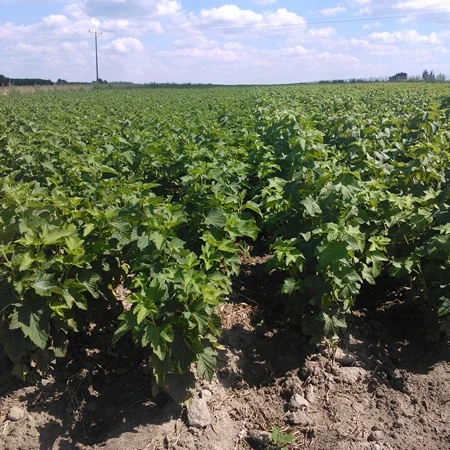 Продам лицензионные саженцы черной смородины польских сортов - фото № 3