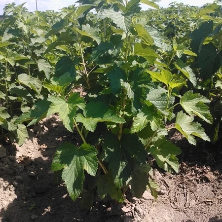 Продам лицензионные саженцы черной смородины польских сортов - фото № 4