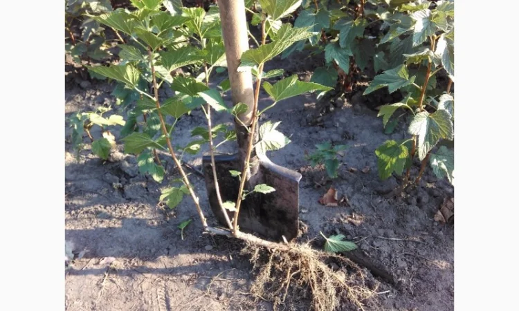 Продам саджанці смородини та живці сорта найкращої Української та зарубіжної селекції - фото № 1