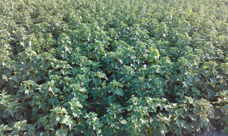 Продам саджанці смородини та живці сорта найкращої Української та зарубіжної селекції - фото № 2