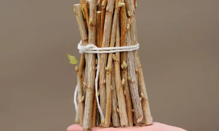 Продам черенки смородины срт Гоферт, Тибен, Бен Тирран - фото № 1