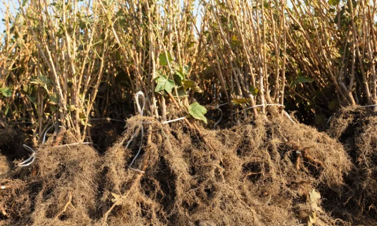 Сджанці, живці, чорна смородина - фото № 1