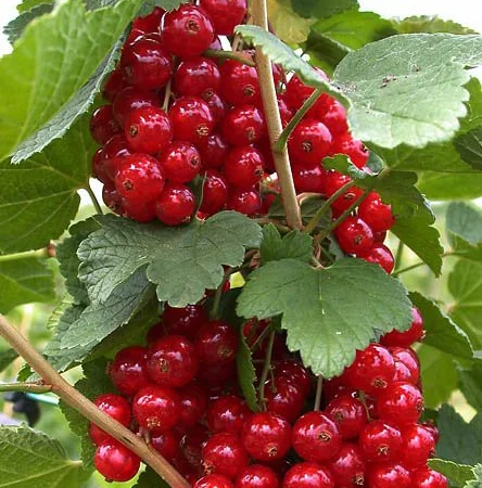 Продам саджанці порічки, сорт Ровада, Роднеус, Червона Віксне, Джонкер Ван Тетс - фото № 1