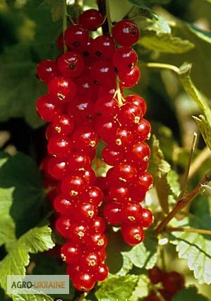 Продам саджанці порічки, сорт Ровада, Роднеус, Червона Віксне, Джонкер Ван Тетс - фото № 2