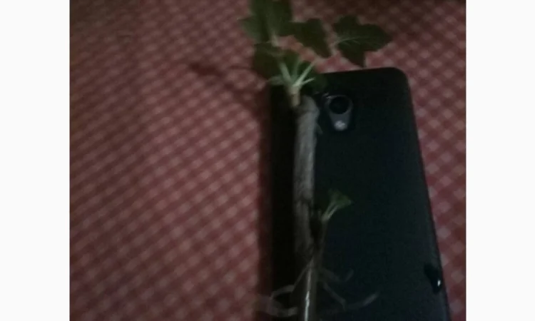 Пропонуємо вкорінені черенки смородини - фото № 1