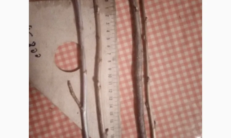 Продаж Живців смородини великі обєми - фото № 1